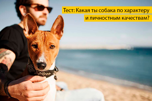 Тест онлайн: Какая ты собака по характеру и личностным качествам?