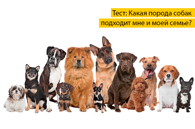 Какая порода собак подходит мне Какая порода собак подходит мне